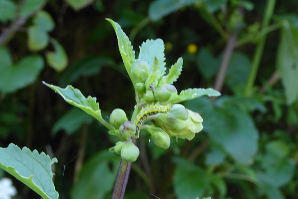 Cucullia (Shargacucullia) scrophulariphaga, Noctuidae